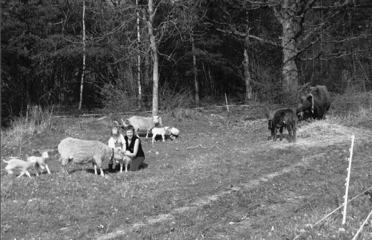 Större djur i anslutning till odlingarna Får skaffade vi i Roslagen, när vi bodde i ett av Sveriges finaste ängs- och hagmarksområden.