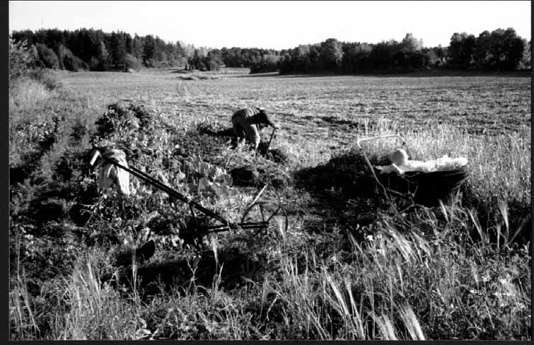 När barnen blev större skulle barnvagnen få plats i odlingarna och sen skulle de kunna krypa och gå i odlingarna. Därför gjorde vi stora, breda kors där vi sådde vitklöver.