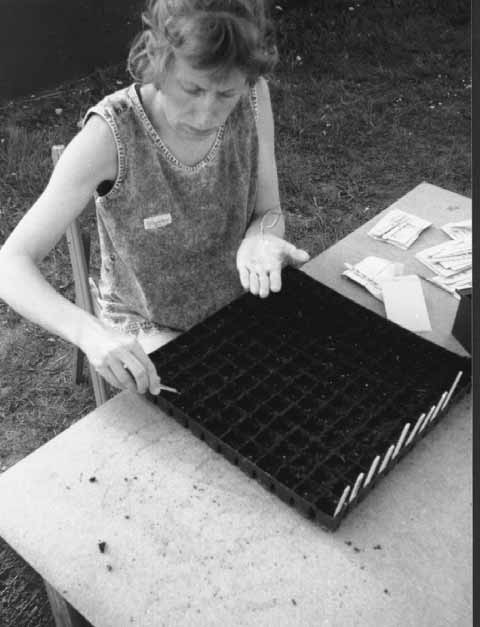 Plantuppdragning Det är många grönsaker som har så lång utvecklingstid, att vi måste börja dra upp dem som plantor tidigt på våren.