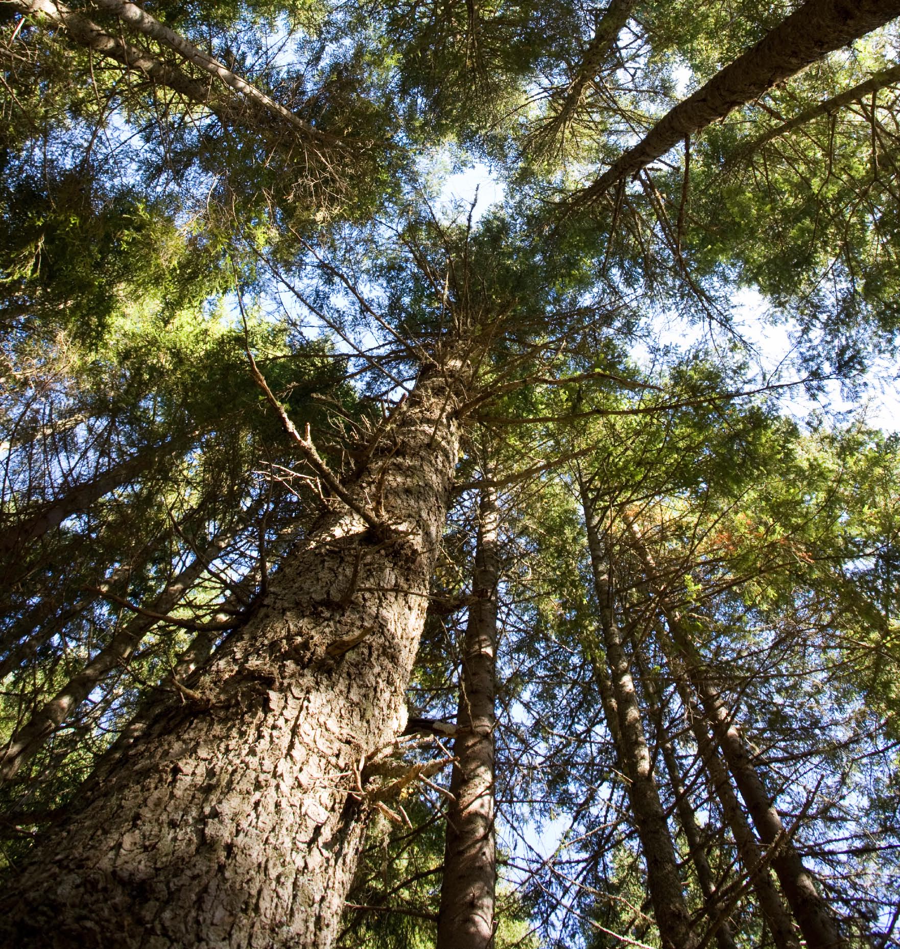 TRÄ MED OMTANKE