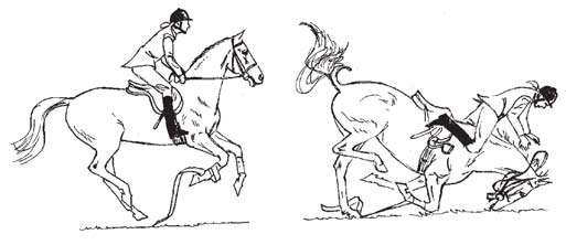 Benskydd lindor Bandage kan man ha som skydd och stöd, eller för att hästen ska vara snygg vid till exempel träning.