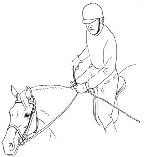 Rid med kontakt med bettet Vid skritt utomhus på lång tygel är det säkrare att behålla en lätt kontakt med hästens mun.