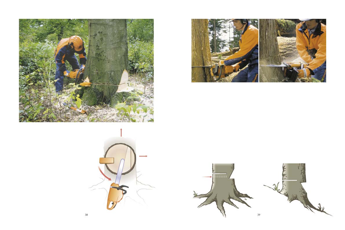 Spjälk- och sprickbenägna trädslag Ved som spjälkas under fällning kan vara en stor denna metod har du inte optimal styrning av trädet, eftersom den klack som bildas vid utsågningen av fällskäret
