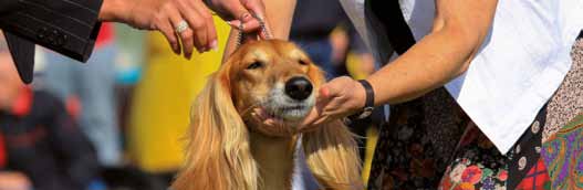 HUNDUTSTÄLLNING Protester med mera Ändring av domslut kan ske om fel av teknisk art begåtts, till exempel om hunden deltagit i fel klass.