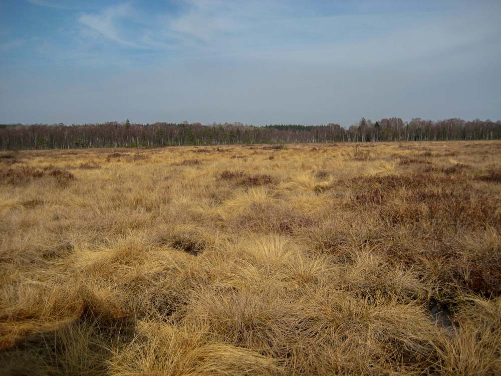 10 Vargadalen Fig. 1. Raka bergsväggar med skarpkantade stenar i rasbranten. Foto: Sara Florén. Vargadalen tillhör, precis som Snuvehallar, Höjehallsområdet (Fig. 3).