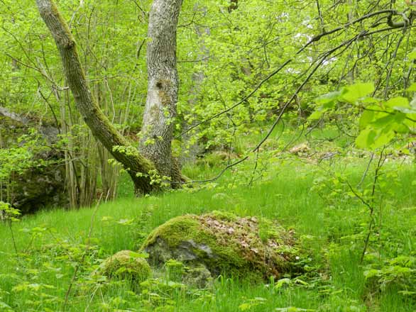 Vegetation och flora Som du säkert har märkt finns det mycket skog i Haninge.