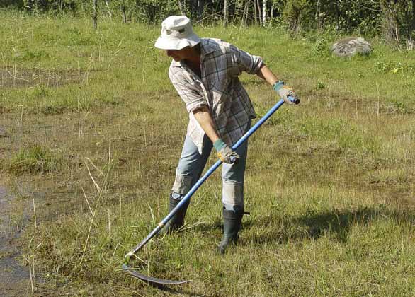 Naturskyddsföreningen bedriver slåtter i Sandemars orkidékärr för att hindra igenväxning dessutom lägre klimatpåverkan än konventionellt uppfödda nötdjur.