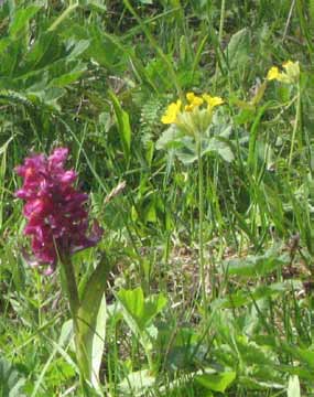 Tips till dig som är specialintresserad Med blommor i blick Tack vare att Haninge är en gränsbygd mellan fastland och skärgård är vår kommun ovanligt rik på blommor.