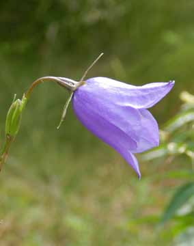 Här får du några tips på blomsterrika områden. Sandemar är en av kommunens botaniska pärlor med sina blommande majvivor, gullvivor, Adam och Eva och kungsängsliljor om vårarna.