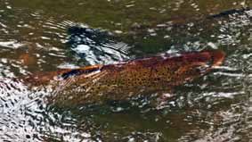 Det faktum att 78 procent av kommunens yta är vatten talar sitt eget språk. Insjöfisket I insjöarna måste du ha fiskekort för att få fiska och Haninge kommun säljer egna fiskekort.