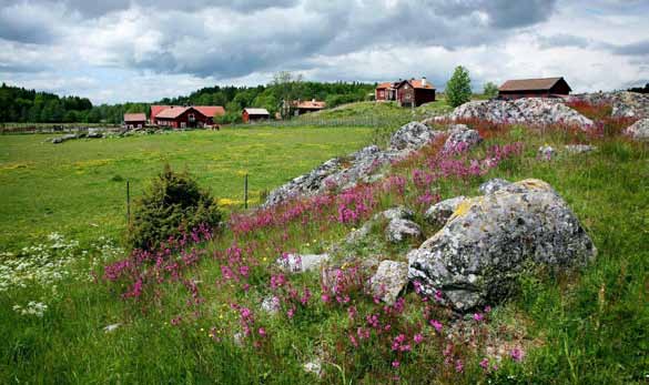 Spåren efter branden kommer att synas en lång tid framöver och det lär ta åtskilliga hundra år innan den gamla urskogen återkommit. Vid infarten till nationalparken i söder ligger Tyresta by.