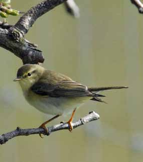 Lövsångaren Sveriges vanligaste fågel 4. Slätmossens naturpark för avkoppling och fågelstudier Slätmossens naturpark är verkligen ett tätortsnära grönområde, helt omringat av vägar.