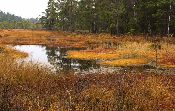 Naturen utgörs av flata, mjukt slipade berghällar, bevuxna med knotig tallskog. Alldeles nedanför toppen glimmar den lilla Tornbergssjön, omgiven av en myr med intressant växtlighet.