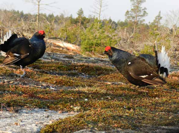 Spelande orrtuppar genom reservatet och vid Långsjön ansluter ledens gren mot Nynäshamn. Anordningar: Sörmlandsleden går tvärs genom Hanveden mellan Rudan i Handen och Paradiset i Huddinge.