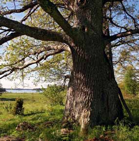 I april och maj är ekbackarna som vackrast, när mängder av blåsippor, vitsippor och nunneört blommar tillsammans med ovanligare växter som lungört, tandrot och vårärt.