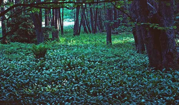 15. Björnö urskog och sällsynta växter Björnö är förenad med Gålö genom några små broar.