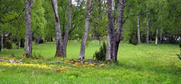 Den orkidérika Lustehagen vid Åvassa 17 D.