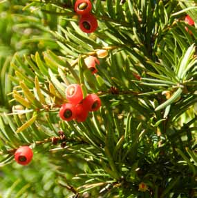 19. Fjärdlång vacker skärgårdsnatur och fina bad Fjärdlång är en av Haninges större öar, belägen öster om Ornö.