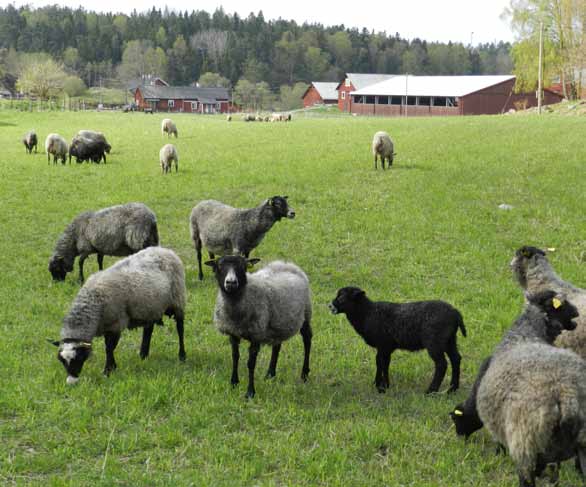 Betande får vid Ålö gård Visste du att?