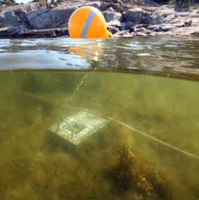 Snorkelleden på Nåttarö viken strax väster om Nåttarö ligger ett fågelskyddsområde där bl.a sällsyntheter som gravand och snatterand häckar.