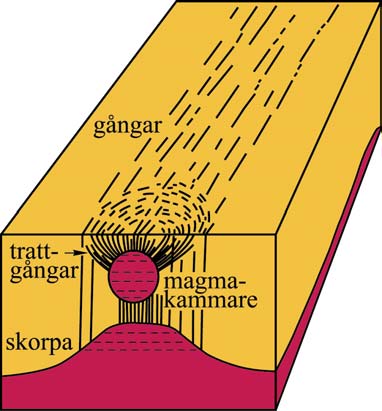 Schematisk illustration med två typer av gångsvärmar. Lokalt bildade trattgångar och en regional gångsvärm.