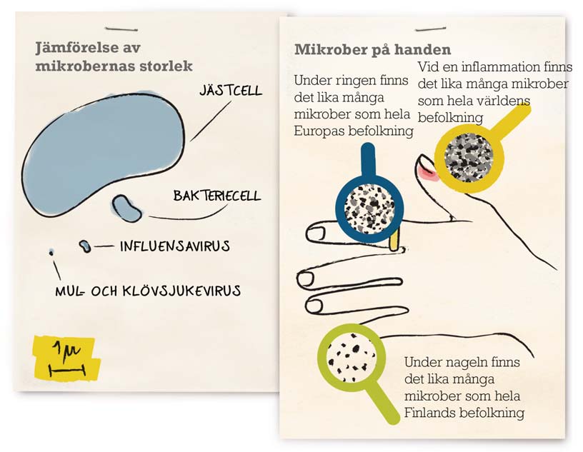 Mikrobernas huvudgrupper Mikroberna är encelliga organismer.