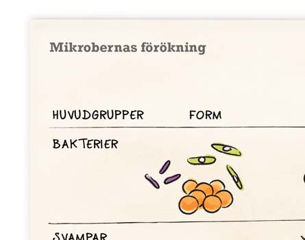 Bakterier och svampar är ungefär en tusendels millimeter stora, virus ännu mindre.