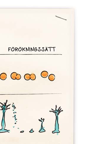 Med tanke på livsmedelshygienen är den största delen av mikroberna ofarliga. T.ex.