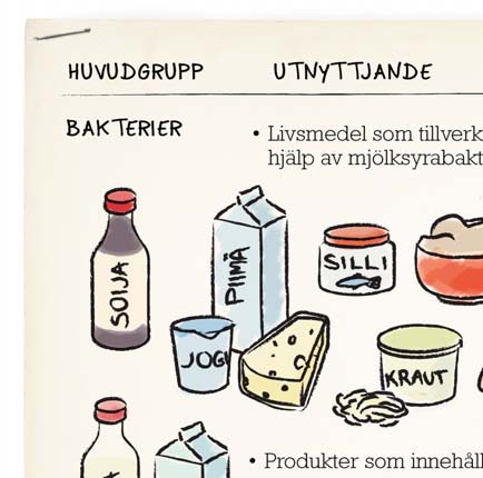 Nyttiga och skadliga mikrober Den största