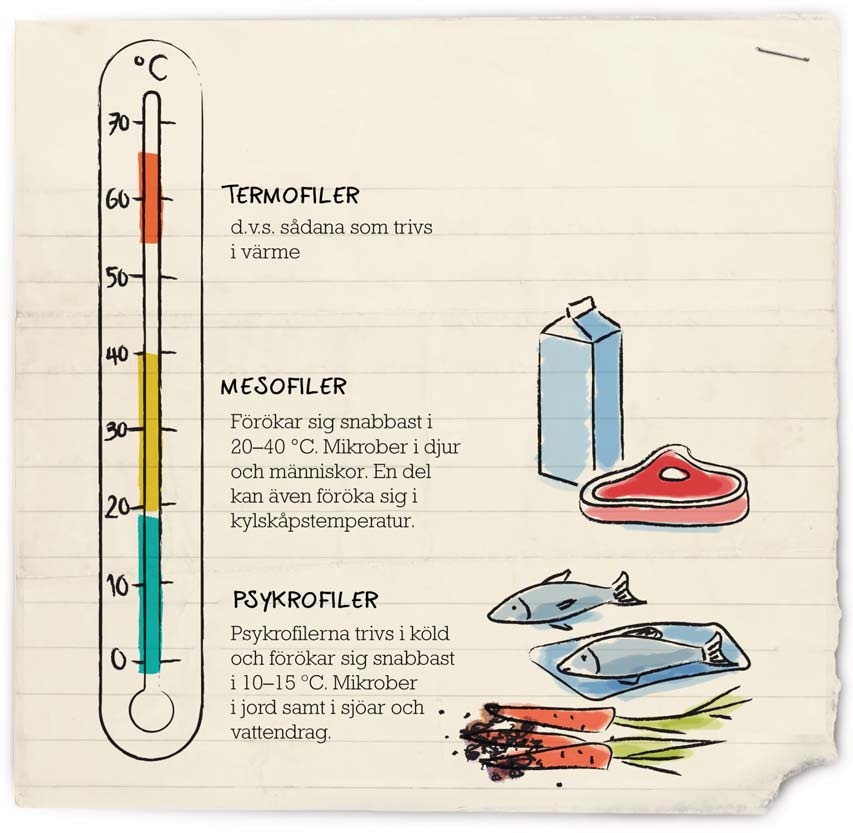 Temperatur Temperaturen är en mycket väsentlig förhållandefaktor som påverkar mikrobernas förökning och förökningshastighet.