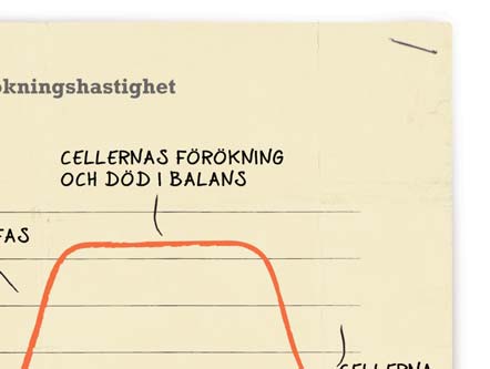 Bakterierna förökar sig i fyra skeden under vissa förhållanden: Viloskedet (lag), skedet med kraftig tillväxt, jämviktsskedet när cellerna delar sig och dör, skedet när cellerna dör.