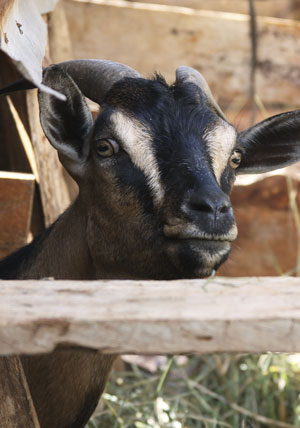 DET FÖRSTA JAG GJORDE MED PENGARNA JAG FICK FRÅN ATT SÄLJA GETMJÖLK VAR ATT DRA IN VATTEN PÅ MIN GÅRD. Lucy Wairimu, getbonde, Kenya utveckling.