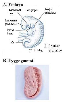 82, från professor Hideo Nishimura, Kyoto University, Kyoto, Japan) Figur 6: När man jämför utseendet på ett embryo i mudghah-stadiet med en bit tuggummi som är tuggat, ser vi likheten mellan