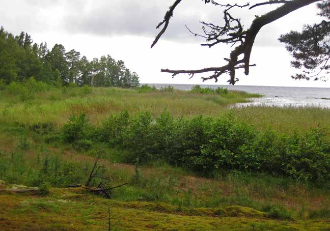 påverkan påverkan Viss negativ påverkan Stor negativ negativ negativ påverkan påverkan påverkan Figur 7. De viktigaste hotfaktorerna för rödlistade strandarter. Antal arter som hotas per faktor.