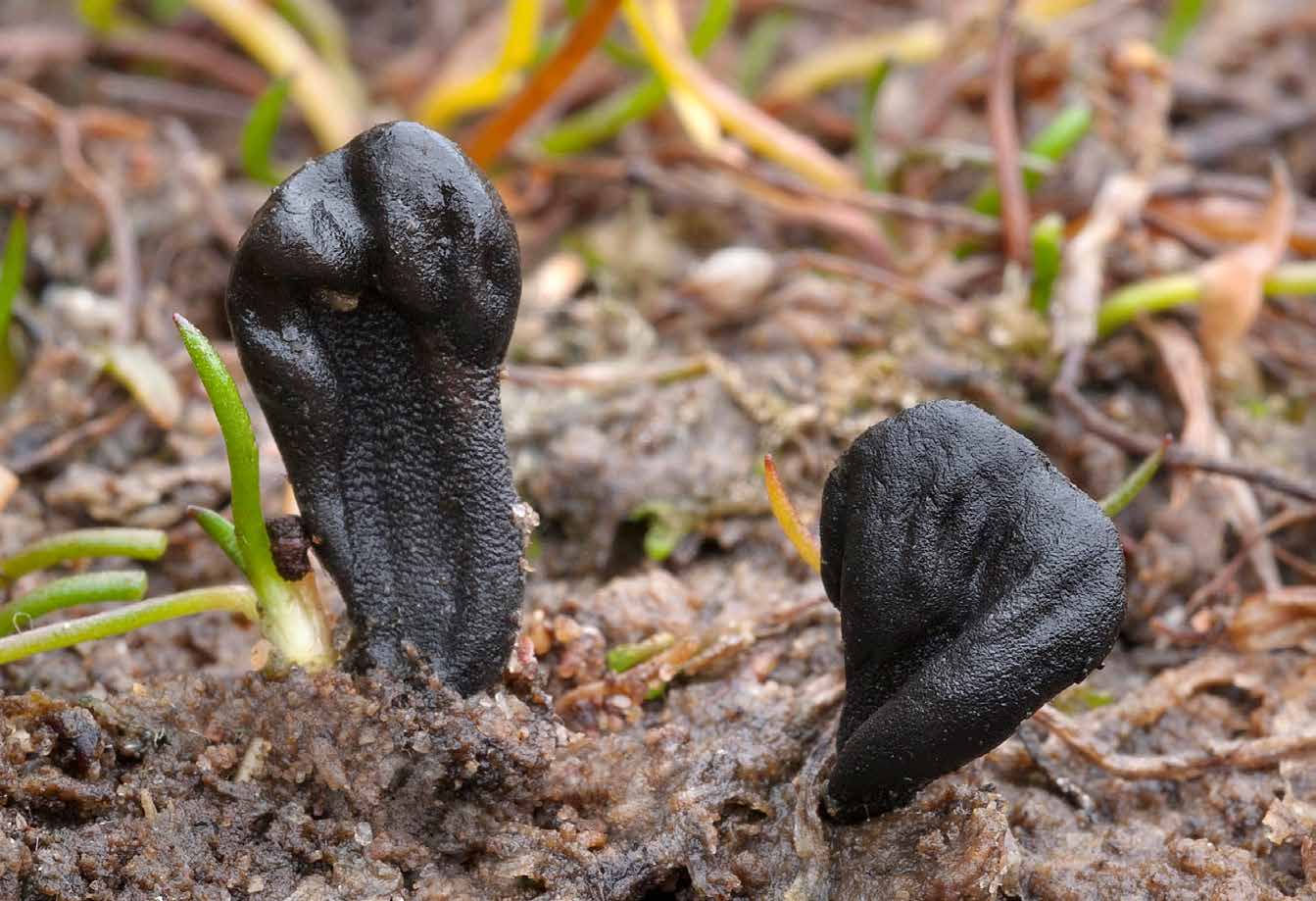 25 minskat kraftigt, sannolikt främst beroende på att granskogar utmed bäckar avverkats.