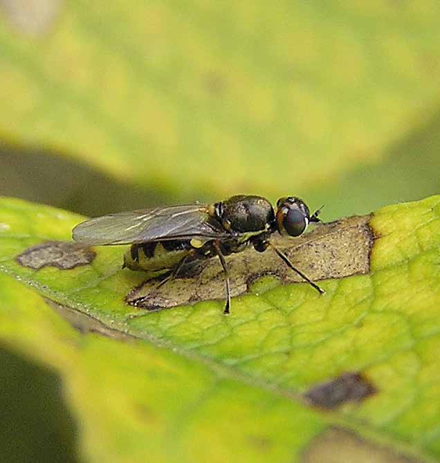 Arten lever i och vid myrtjärnar i detta område. Grön flodtrollslända Ophiogomphus cecilia (VU) är också starkt nordlig och är endast känd från de oreglerade Råne- Kalix- och Torne älvar.