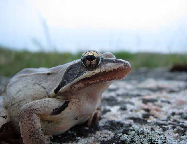 35 Långbensgroda Rana dalmatina (VU) finns bara i sydöstra Sverige och skiljer sig från vanlig groda och åkergroda genom framför allt längre nos och en stor trumhinna, utöver de längre benen.