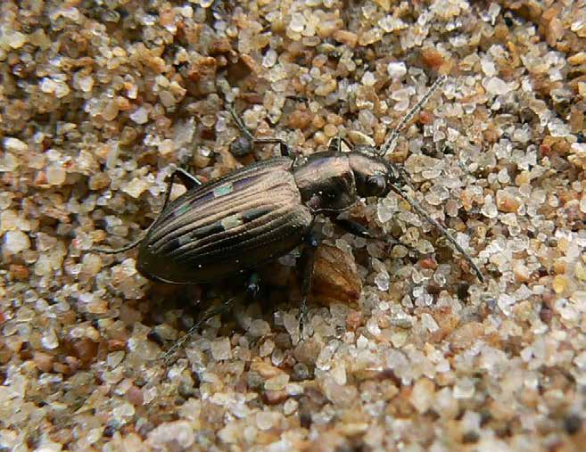 45 Silverlöpare Bembidion argenteolum har sin huvudsakliga förekomst i Sverige längs Klarälven.