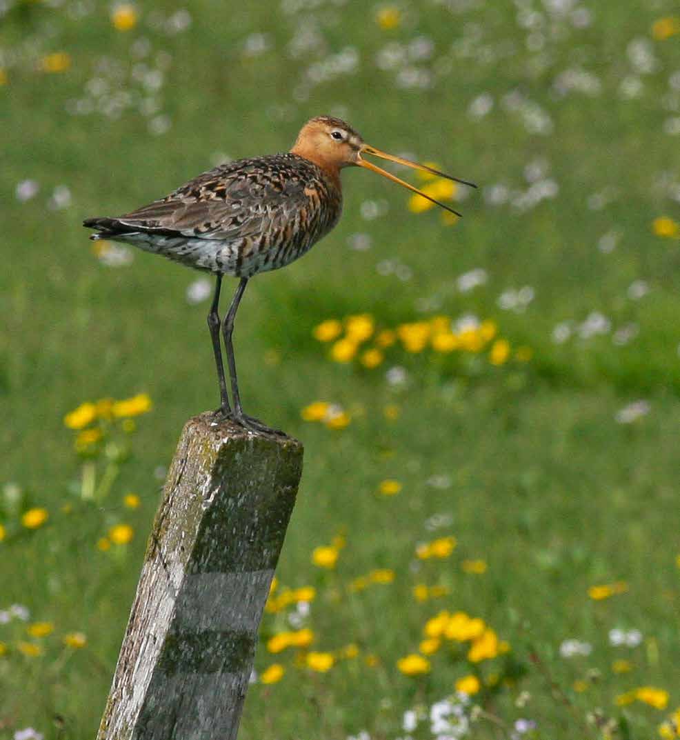 48 Rödspov Limosa limosa som varnar för ungar dolda i gräset på Hovby ängar i Vattenriket. Foto: Hans Cronert.