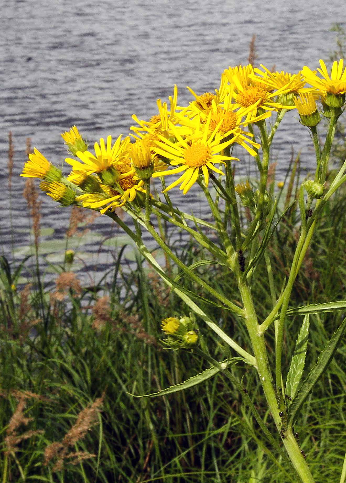 Blommande gullstånds Jacobaea paludosa längs Helge å