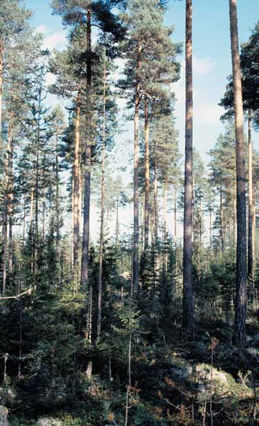 Ett talldominerat blandbestånd i Hälsingland. längre tid kan virket våtlagras utan risk för bakterieangrepp.