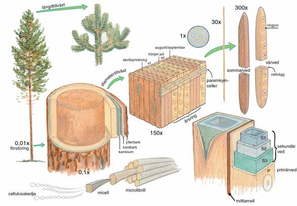 Bildresultat för trädstammens uppbyggnad