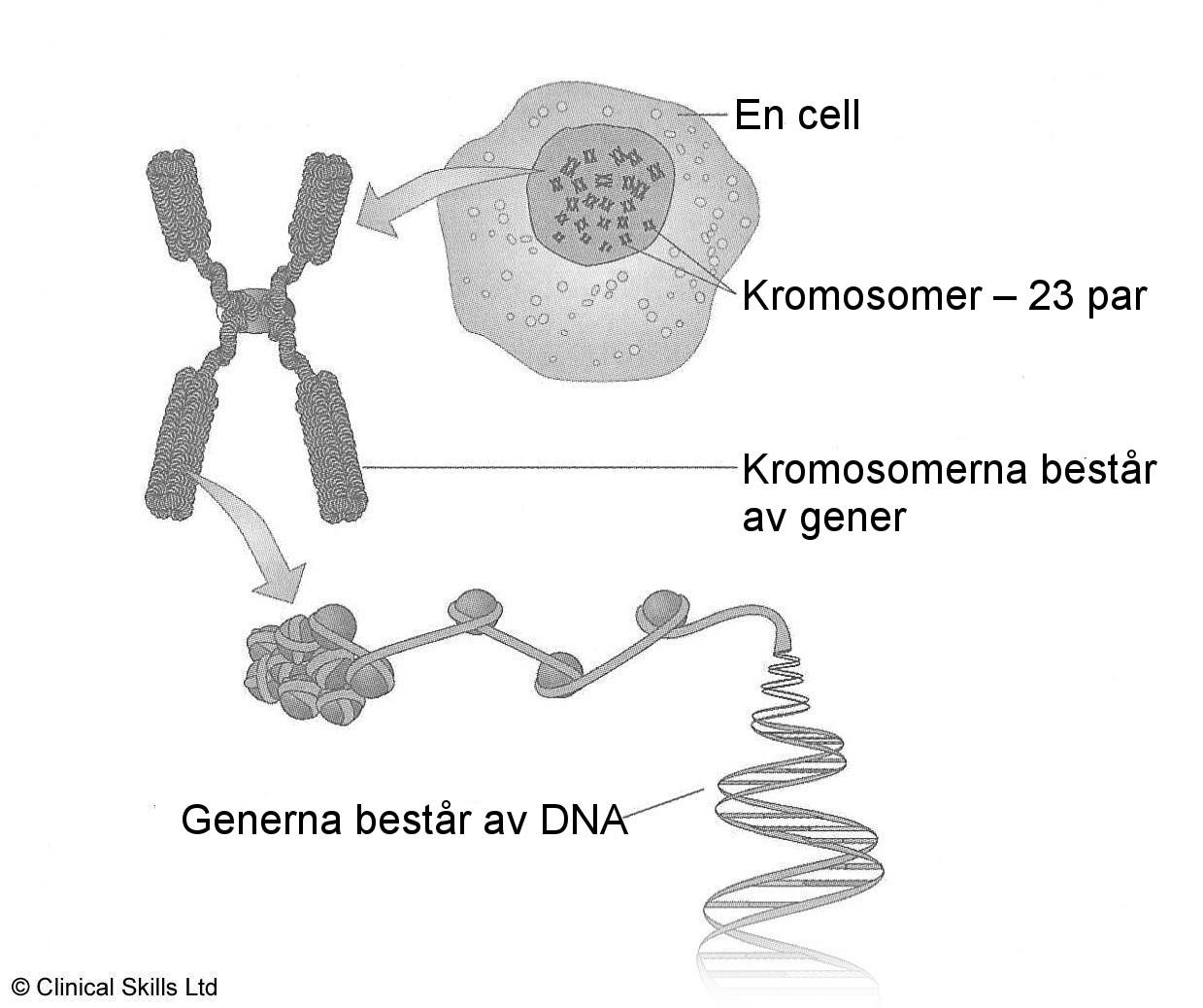 com Genetisk Utredning Vid en genetisk undersökning kan man undersöka om det finns en förändring i en speciell gen eller kromosom.