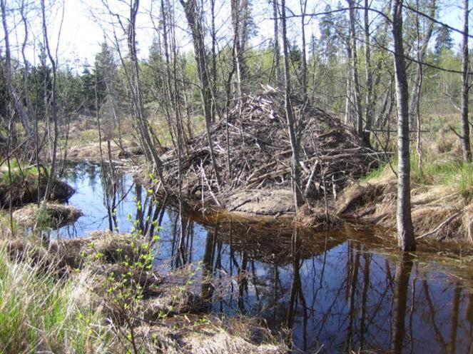 Bävern skapade bäverdammar och på så vis även strömvattensystem med djupare partier och långsamt strömmande vatten samt våtmarker som domineras av unga lövsuccessioner och buskvegetation.