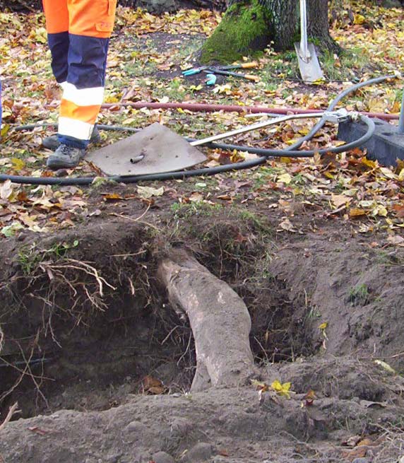 Dessa rötter är viktiga att spara vid växtbäddsrenoveringar.