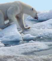 Många djur och växter kommer inte att kunna klara temperaturförändringarna eller en flytt till områden där klimatet passar dem.