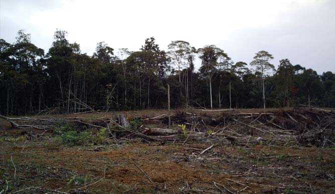 Mark som nyligen röjts för plantering av oljepalm. Esmeraldas, nordvästra Ecuador.