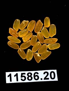 Denna producerar mycket högre koncentration av β-karoten. Np psy/crtl visar risgryn med PSY-gen från påsklilja; Zm psy/crtl visar risgryn med PSY-gen från majs. Modifierat efter A. Paine et al.