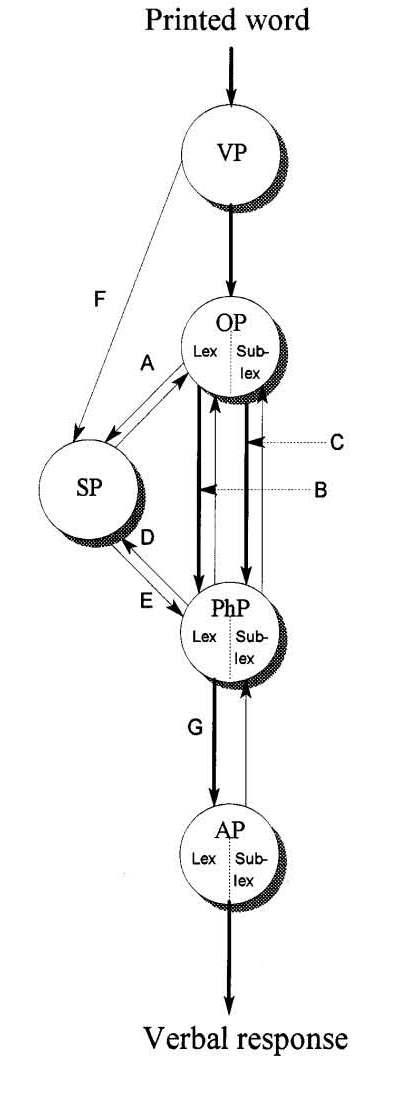 är ett långvarigt och magnocellerna ett transient system som arbetar parallellt. Det långvariga identifierar mönster, fina detaljer och färg.