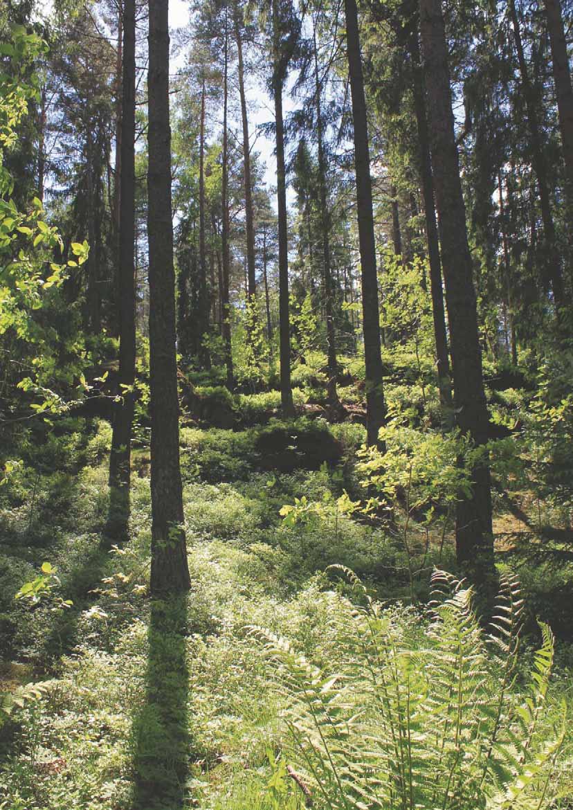 Skogen förser oss med mycket. Förnybart material att bygga hus eller göra papper av till exempel. Och förnybart bränsle som kan ersätta fossila bränslen.